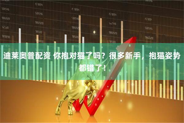迪莱奥普配资 你抱对猫了吗？很多新手，抱猫姿势都错了！