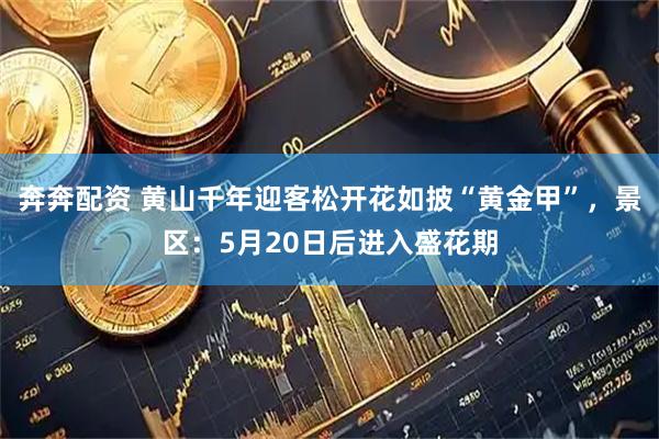奔奔配资 黄山千年迎客松开花如披“黄金甲”，景区：5月20日后进入盛花期